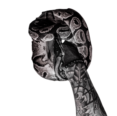 pexels-sean-patrick-2005922-removebg-preview